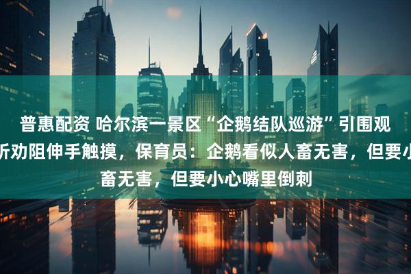 普惠配资 哈尔滨一景区“企鹅结队巡游”引围观，有游客不听劝阻伸手触摸，保育员：企鹅看似人畜无害，但要小心嘴里倒刺
